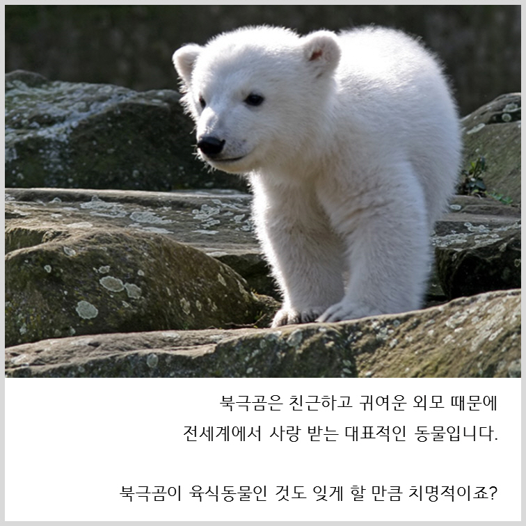 아빠곰, 개미, 계란의 공통점은?