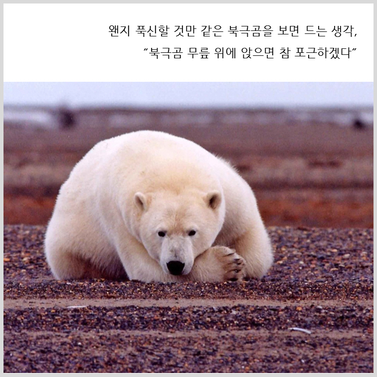 아빠곰, 개미, 계란의 공통점은?