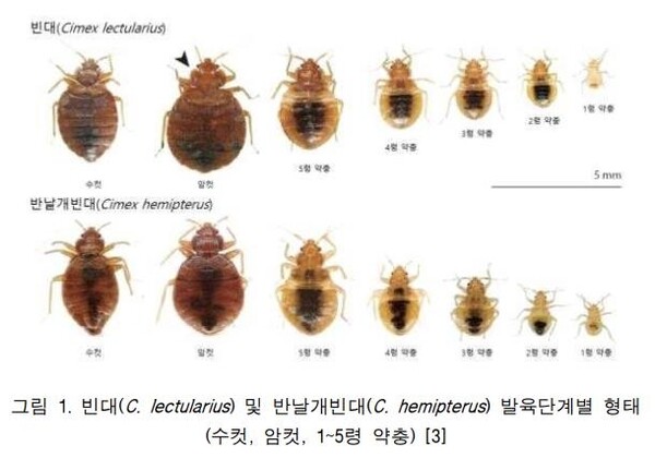 빈대/ 질병관리청 제공