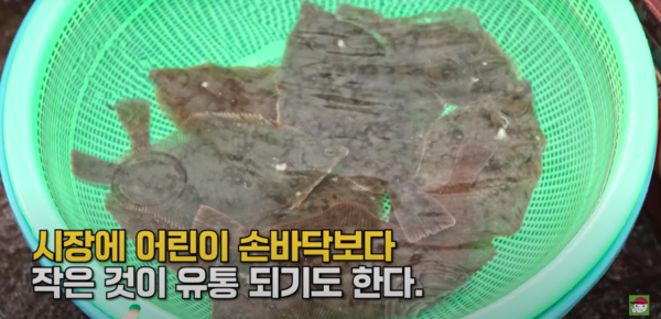 *출처=유튜브 '입질의추억TV' 영상 캡처