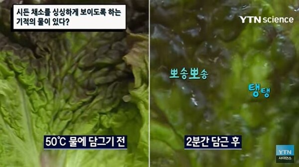 *출처=YTN 사이언스 캡쳐