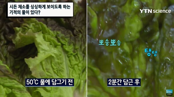 *출처= 유튜브 채널 'YTN 사이언스' 캡쳐