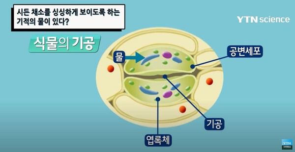*출처= 유튜브 채널 'YTN 사이언스' 캡쳐