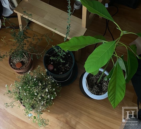 사진은 겨울철 따뜻한 곳에 잠시 피신했던 화분들 모습. 어수선한 작은 방에 갑작스레 옮겨졌다. 하지만 잦은 화분 이동은 좋지 않다고 하니 참고. /윤미지 기자