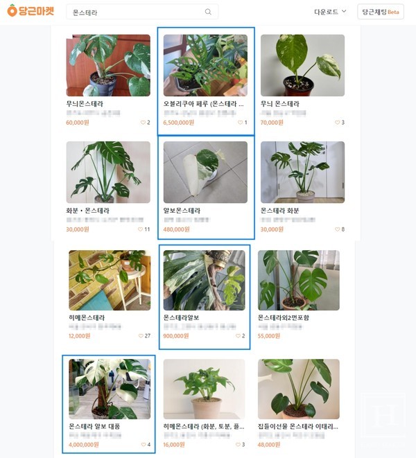 당근마켓에서 거래 중인 몬스테라 / 당근마켓 홈페이지 캡처