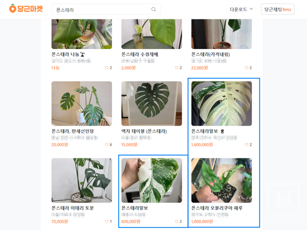 당근마켓에서 거래 중인 몬스테라 / 당근마켓 홈페이지 캡처