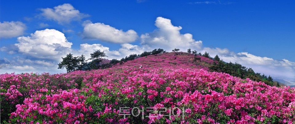 장흥 제암산 철쭉군락지