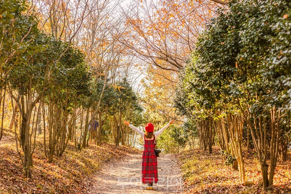 울산 해파랑길, 염포산에서 만나는 홍가시나무와 동백나무