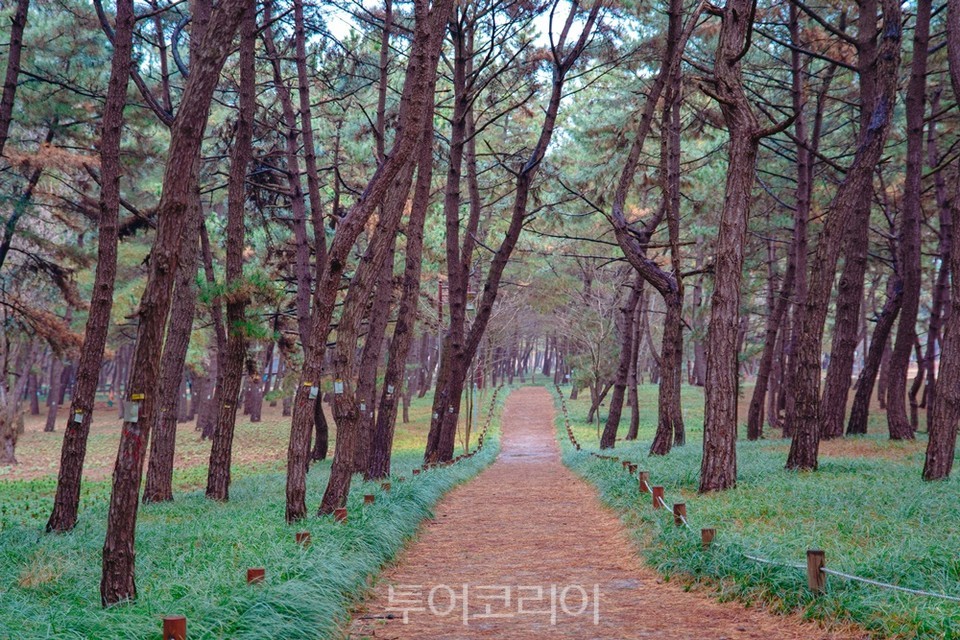 장항송림산림욕장