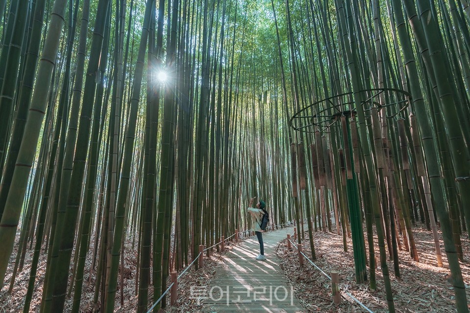 대나무숲이 아름다운 죽림공원