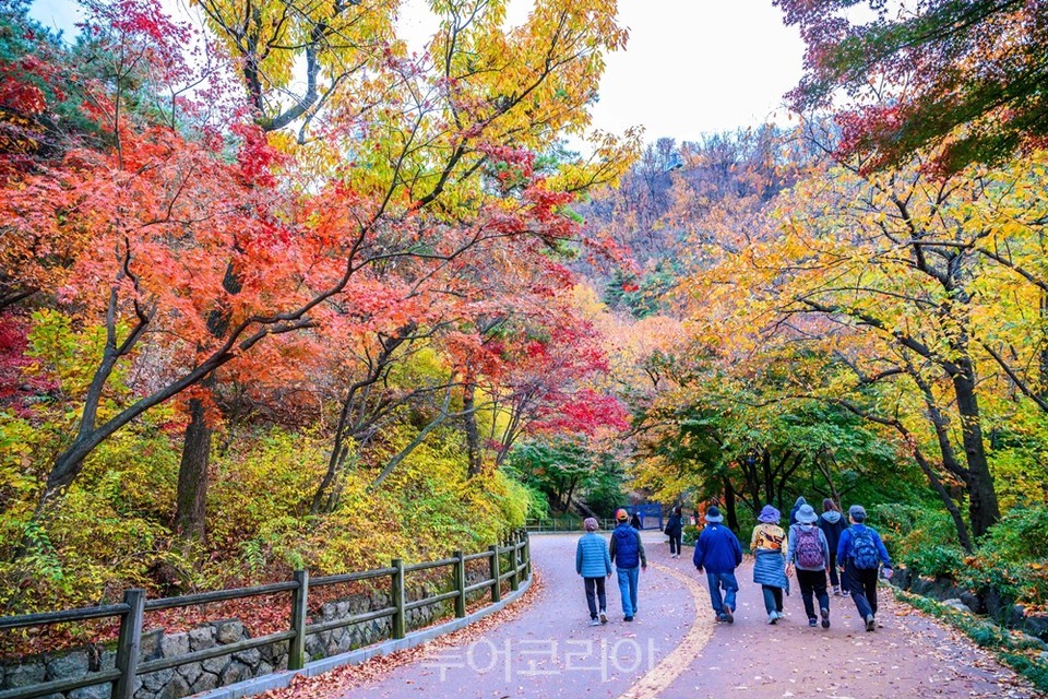 남산 북측순환로에 핀 단풍