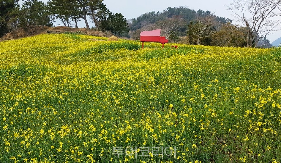 여수 하화도 유채꽃
