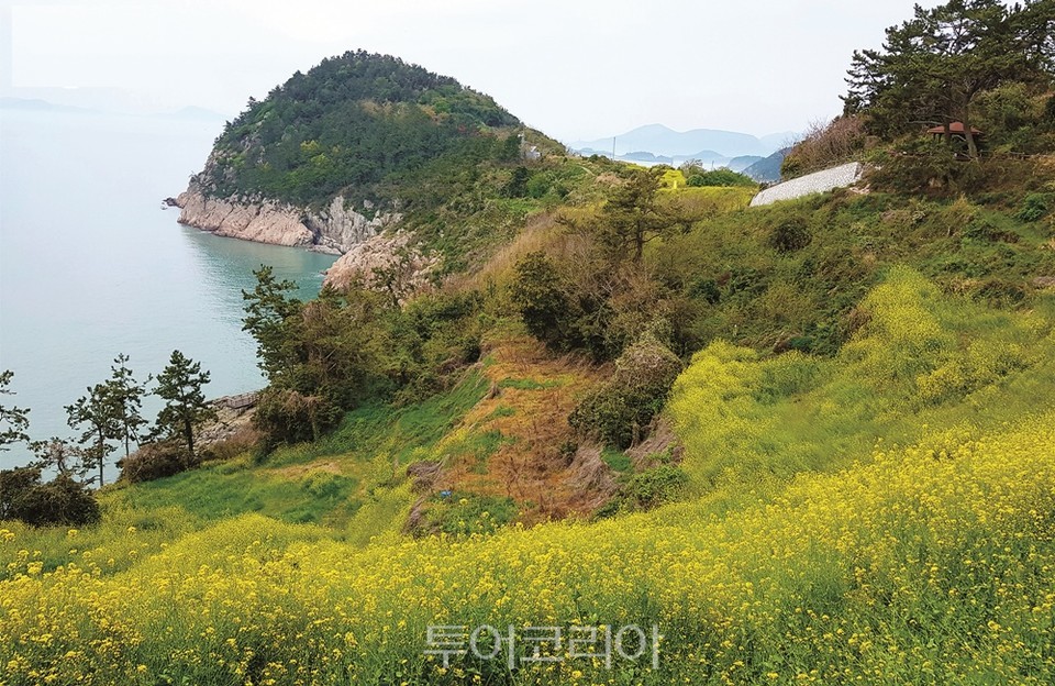 여수 하화도 유채꽃