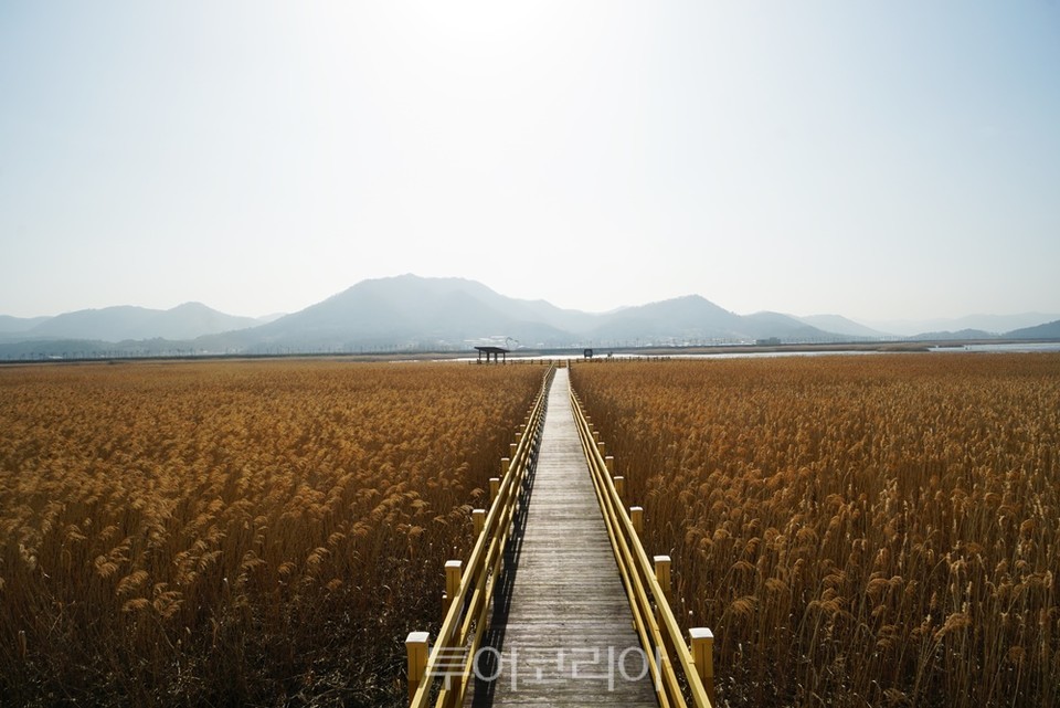 강진만 생태공원