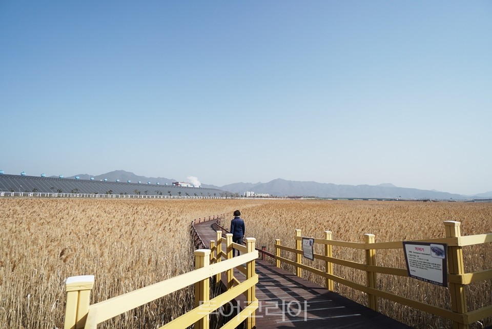 강진만 생태공원