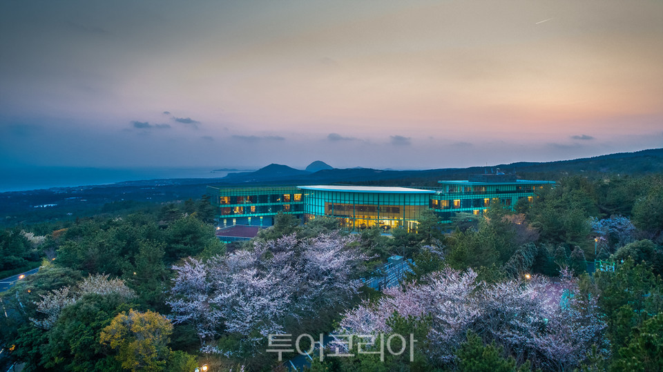 WE 호텔 제주 봄 풍경