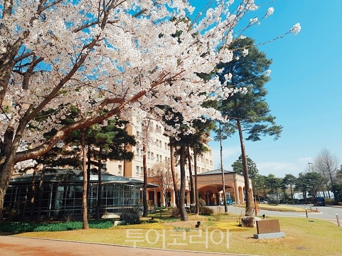 메이필드호텔  봄 풍경