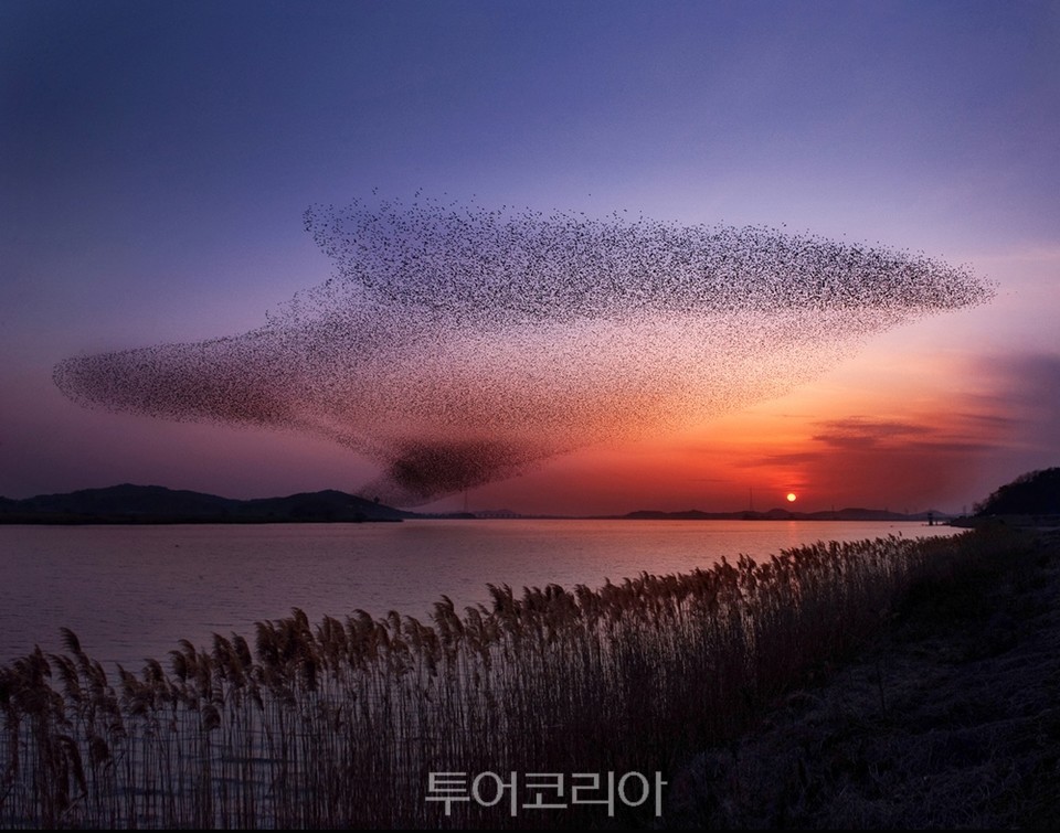 금강하구 철새도래지)