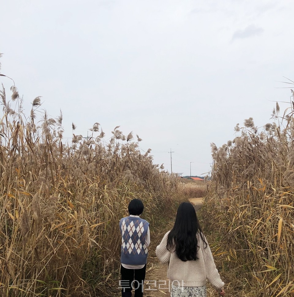 서천  신성리갈대밭