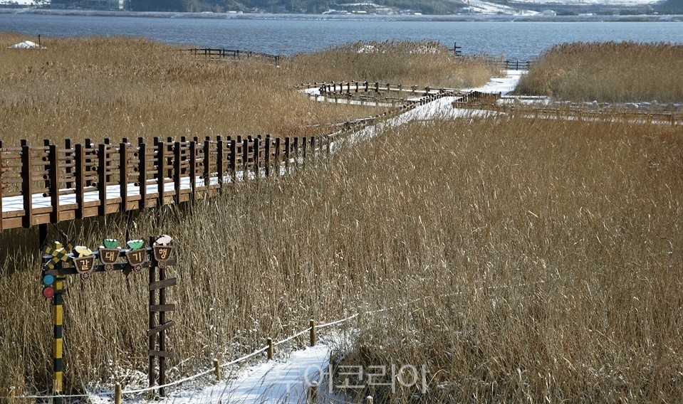 서천  신성리갈대밭