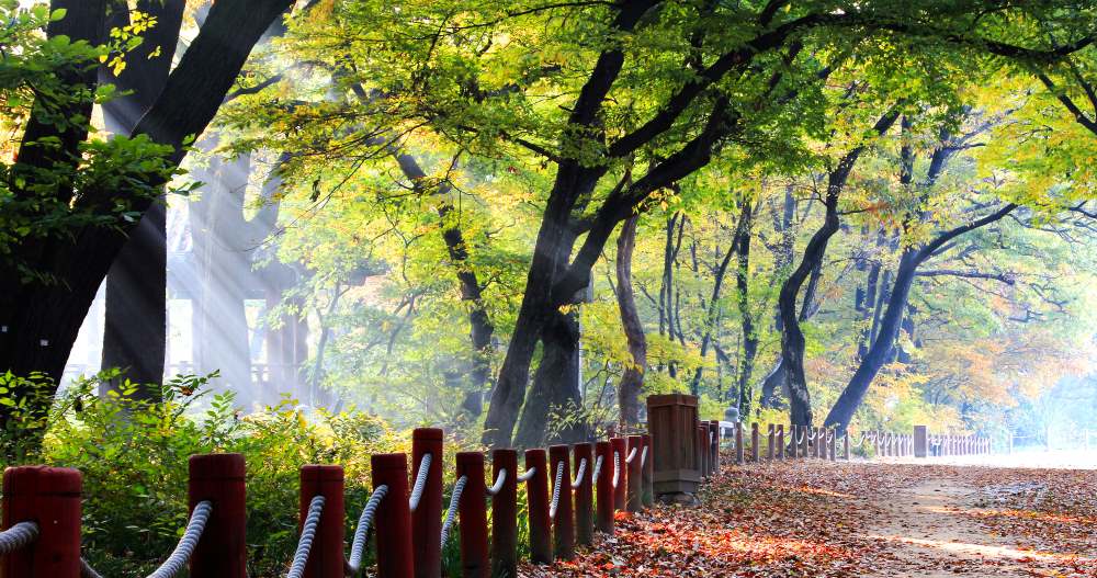 경남 함양 상림숲길 / 사진=산림청