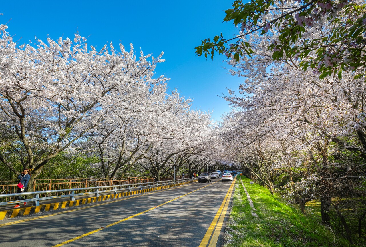 달맞이 길 벚꽃 드라이브 / 사진=비짓부산@부산관광공사