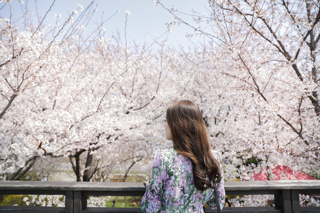 [삼락생태공원] 부산 벚꽃 명소 7 / 사진=비짓부산@부산관광공사