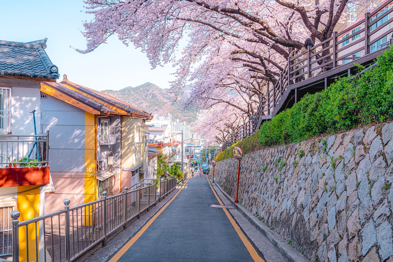 개금벚꽃길 / 사진=비짓부산@써머트리