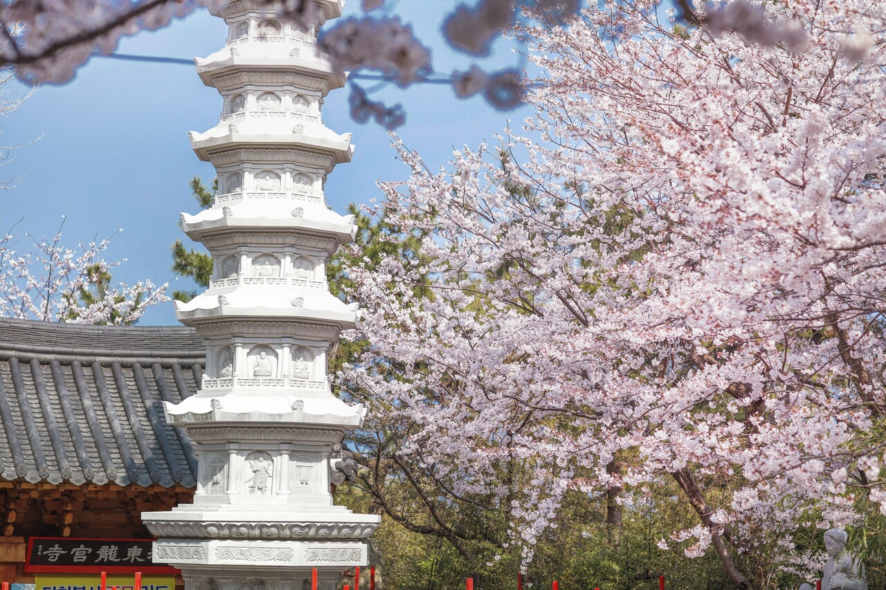 해동용궁사 벚꽃 / 사진=비짓부산@부산관광공사