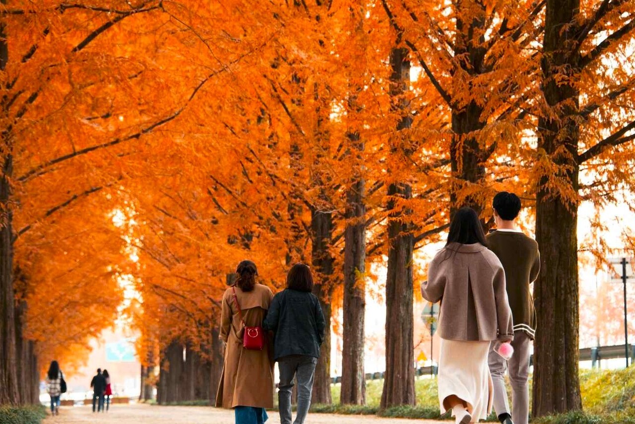 담양 메타세쿼이아 길 / 사진=한국관광공사@라이브스튜디오