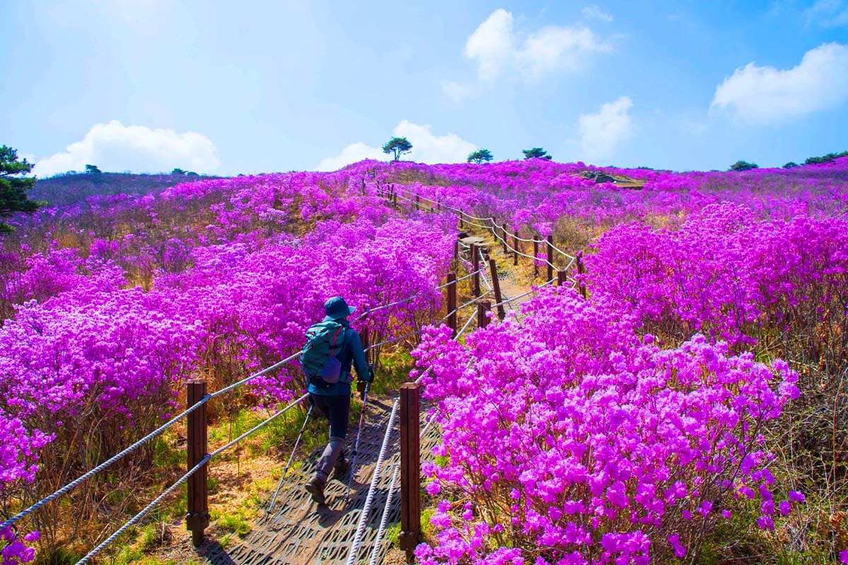 대구 비슬산 분홍빛 세상 