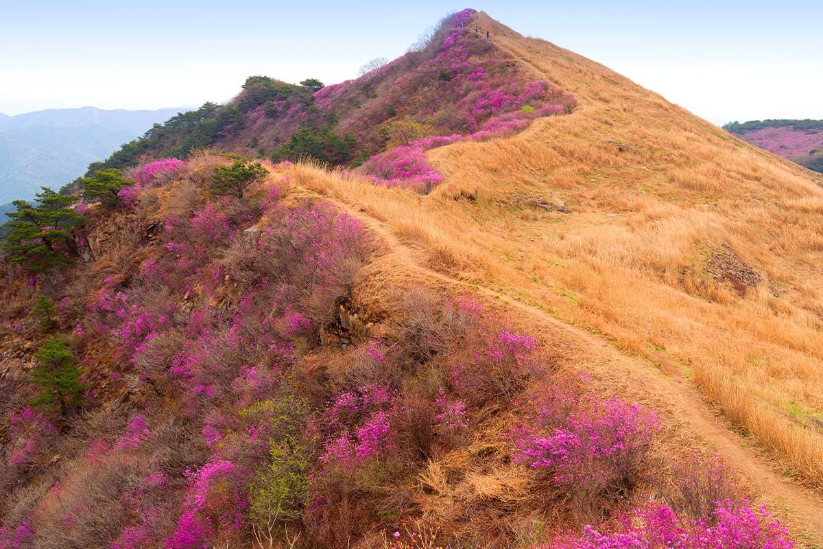 창녕 화왕산 봄 풍경 