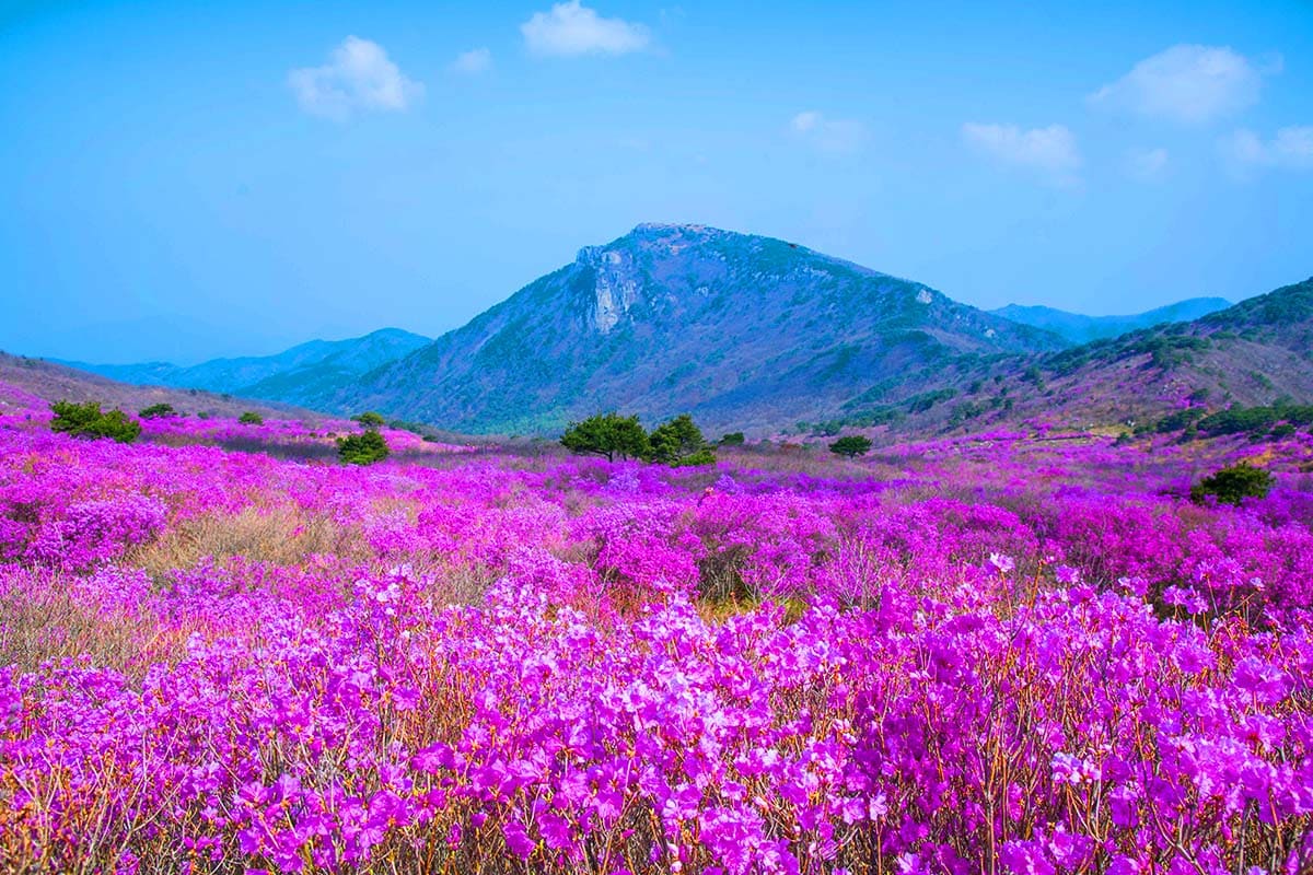 대구 비슬산의 봄 