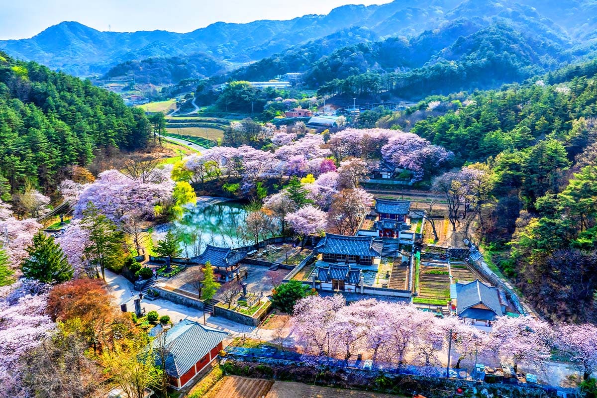 덕천서원 벚꽃 전경 