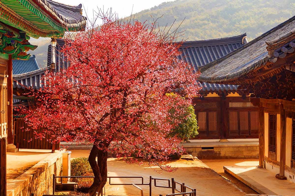 통도사 홍매화  