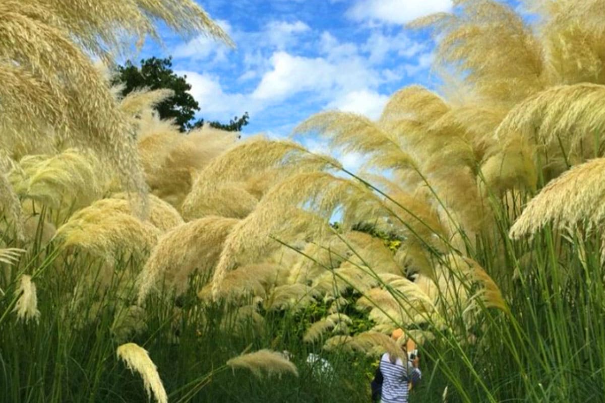 청산수목원 억새밭 