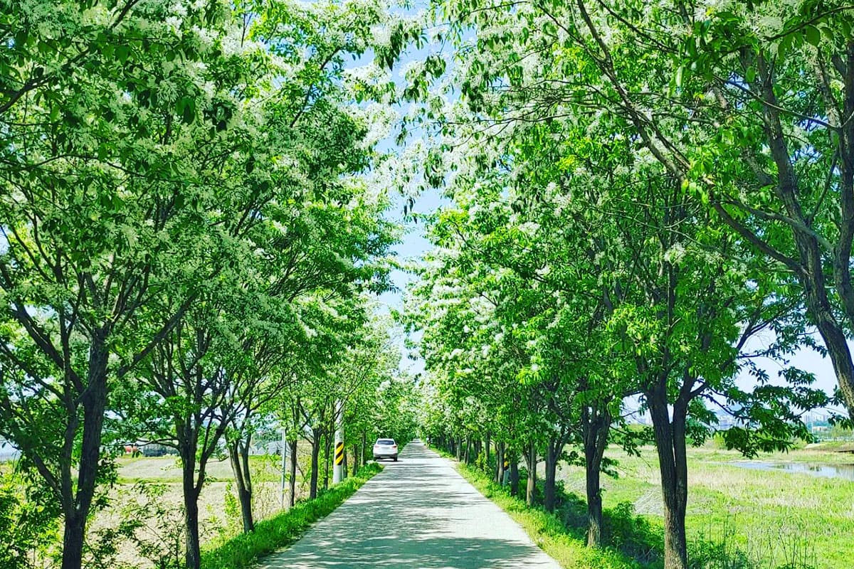 무심천 산책길 
