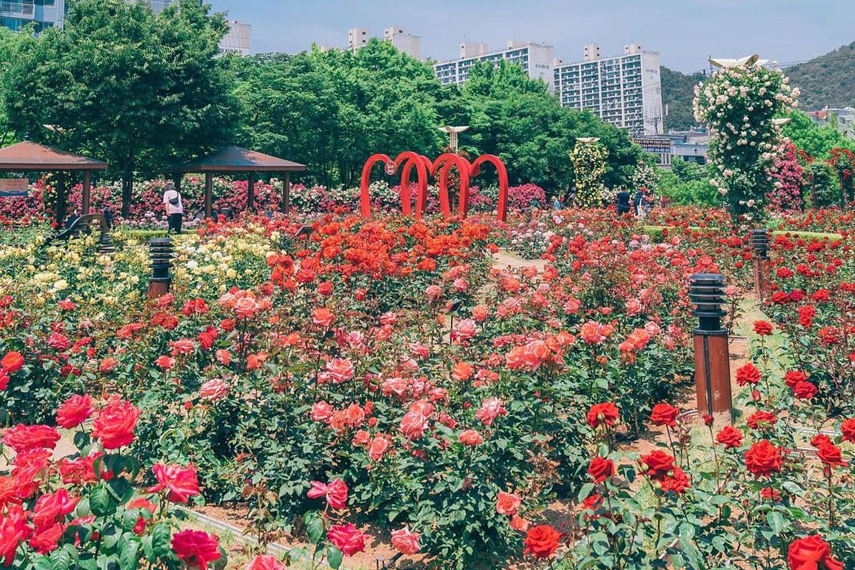 이곡장미공원 풍경  