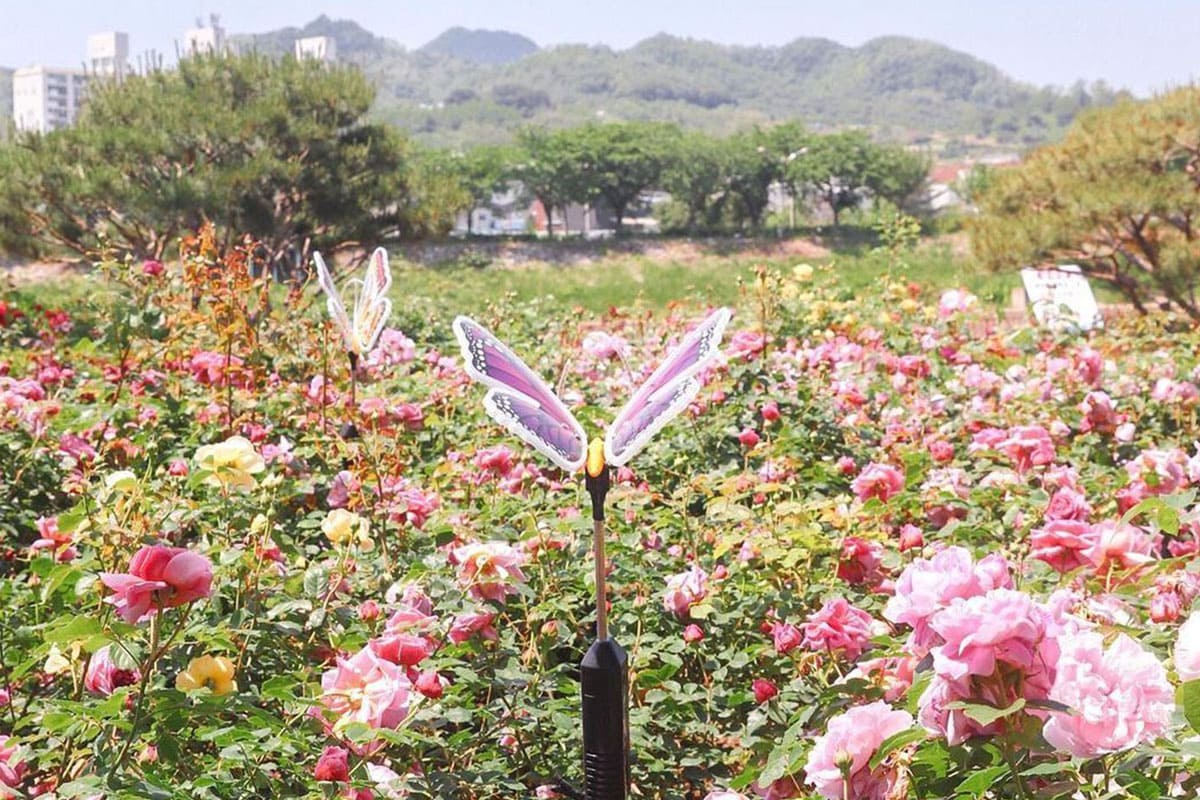 삼척장미공원 풍경 