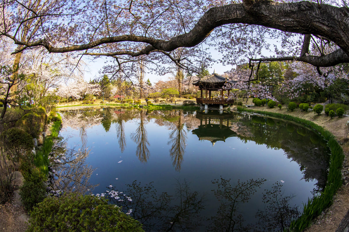 경주 보문정 벚꽃
