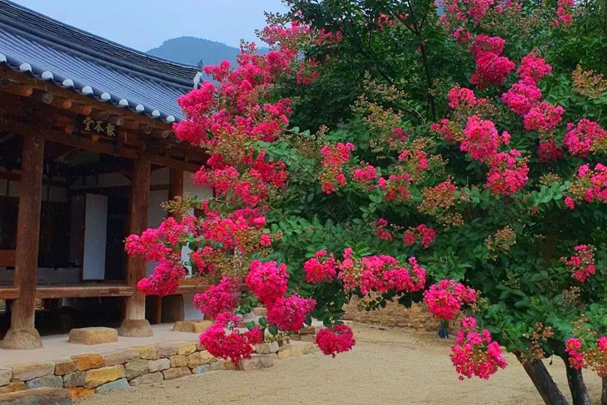 옻골마을에 핀 배롱꽃 