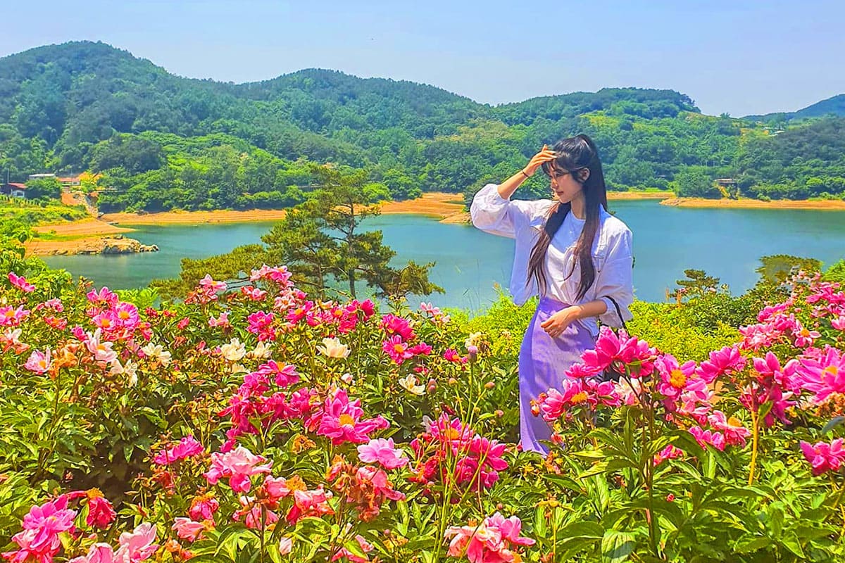 옥정호 작약 풍경 