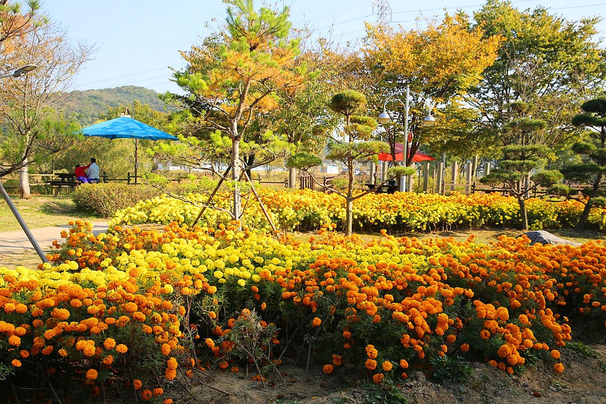 탑정호 수변생태공원 풍경   