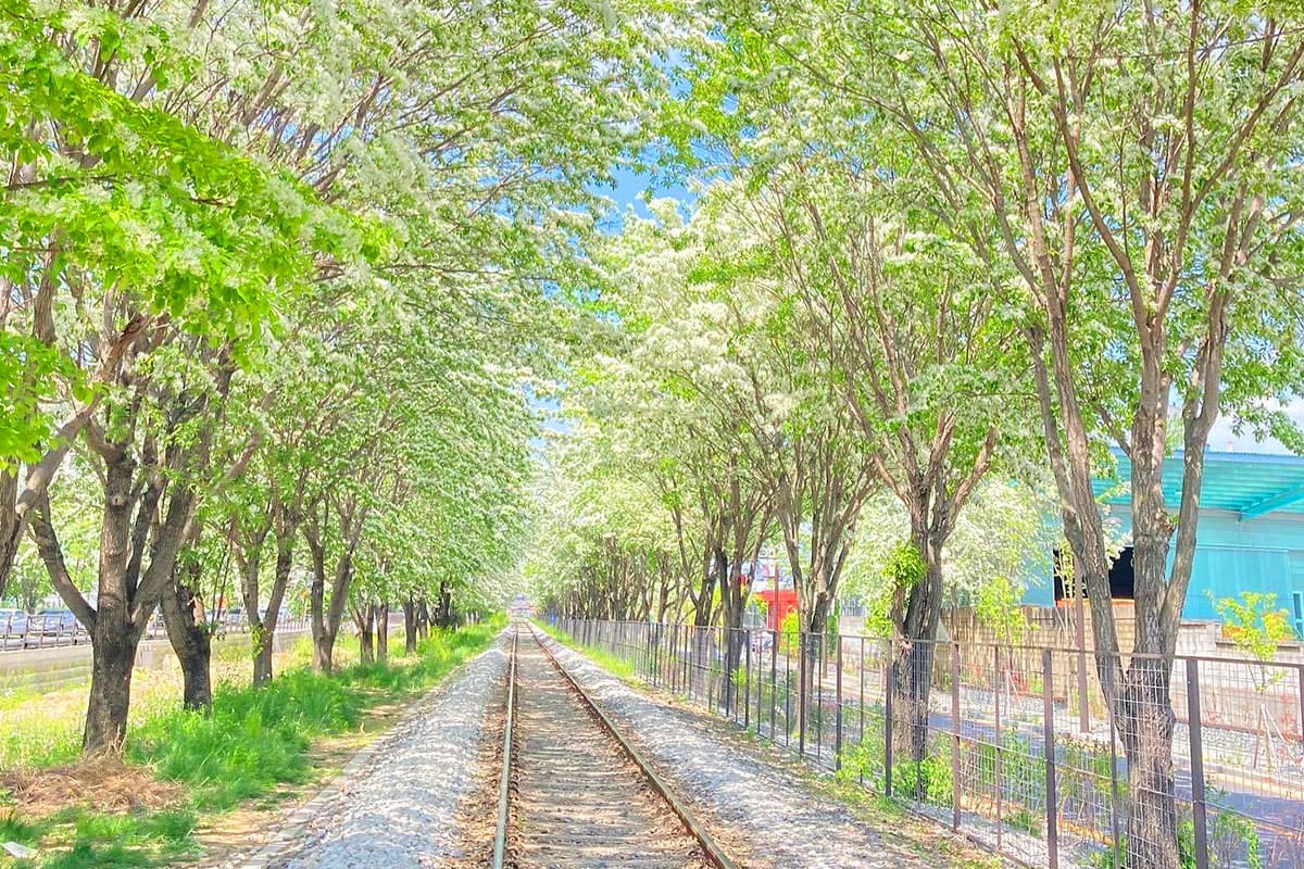 이팝나무 기찻길 