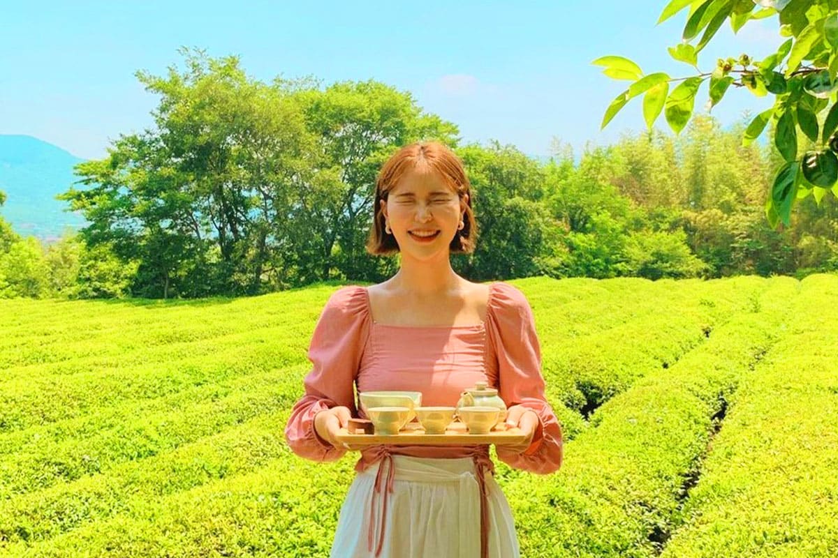 하동군 녹차밭 