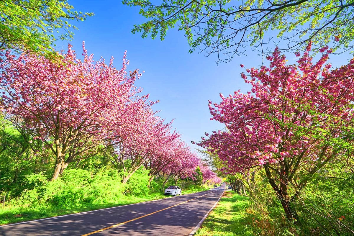 오라CC 벚꽃 풍경 
