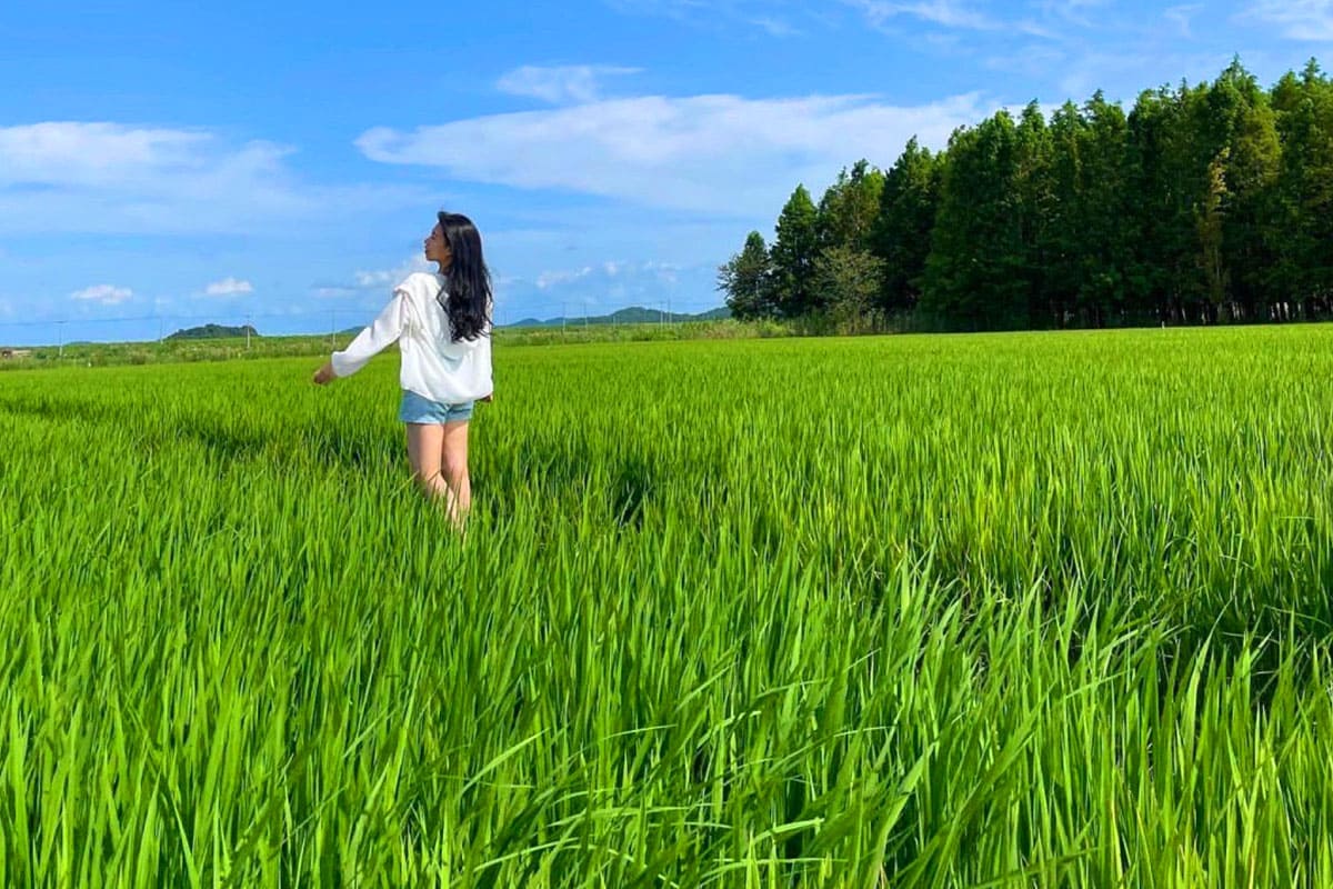 옥녀교차로 청보리밭 