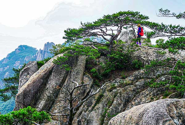 사진 고영분