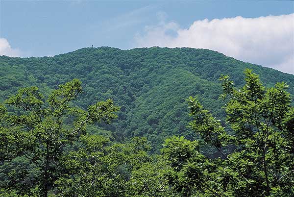 통고산 정상부 일원.