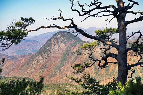 칠보산 능선의 소나무. 뒤로 보이는 봉우리(678m)는 각연사의 북쪽을 감싸고 있다.